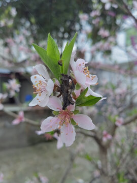 春色桃花美丽的桃花桃花风景图片