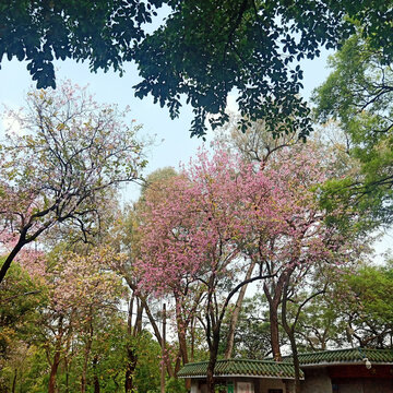 春天风景