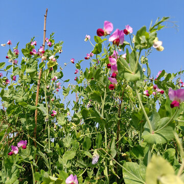 豌豆花