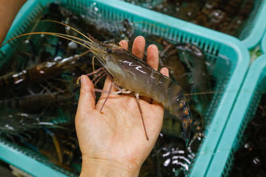 海鲜市场罗氏虾