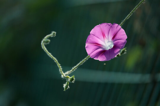 牵牛花