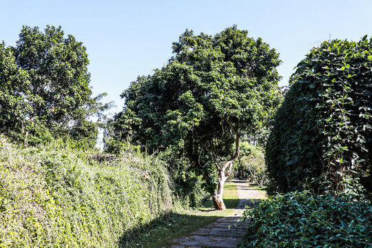 云南西双版纳中科院热带植物园