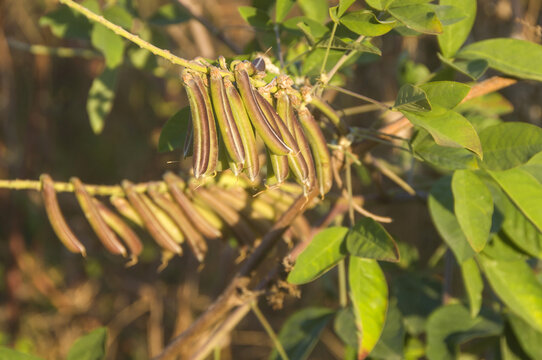 野苦豆