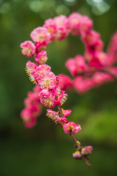 梅花