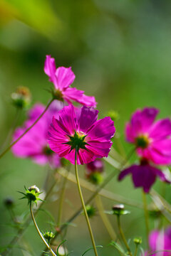 格桑花