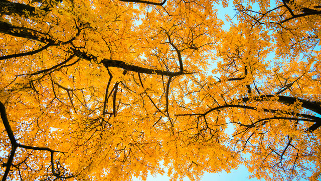 秋天的黄色的银杏叶对角