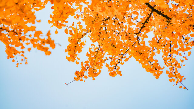 秋天的黄色的银杏叶一半蓝天