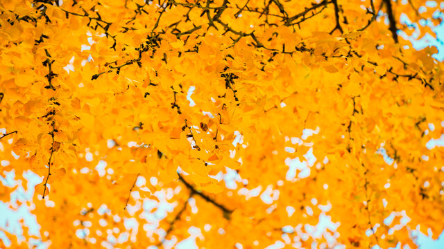 秋天的黄色的银杏叶满树