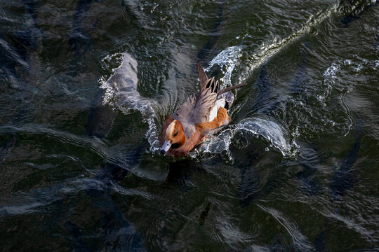 清澈水面上栖息觅食的野鸭赤颈鸭