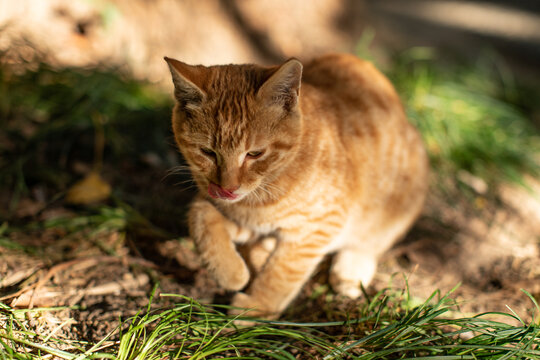 狸花猫