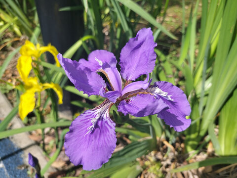 鸢尾花特写