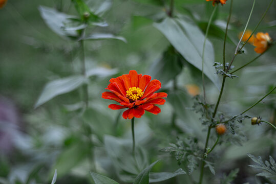 百日菊花卉特写