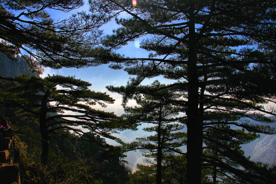 黄山松黄山旅游天下第一奇山