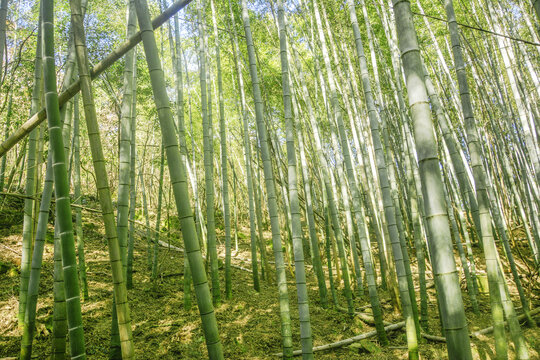 阳光与竹海