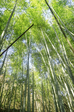 茂密竹林