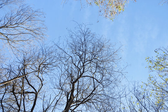 蓝天与树枝