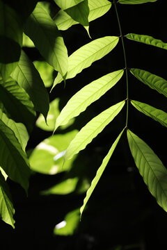 西双版纳植物