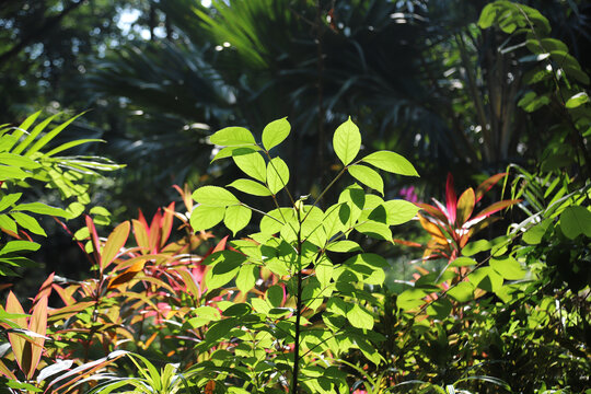 热带植物