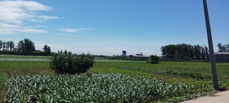 玉米地夏天