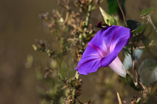 牵牛花