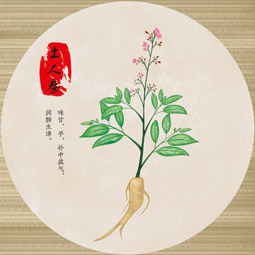 手繪中藥土人參
