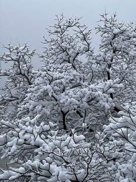 云台山树枝挂雪景