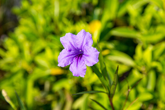 蓝花草特写