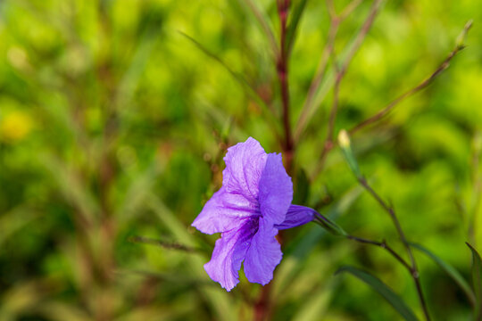 蓝花草特写