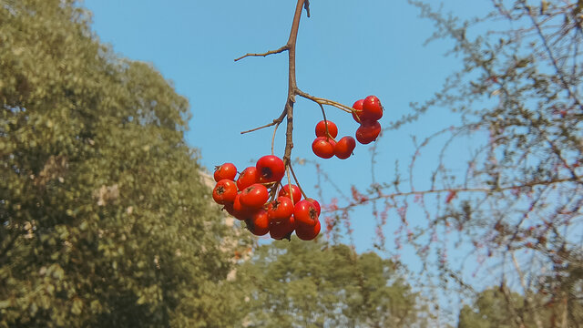 火把果果实