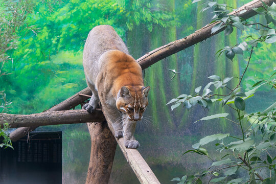 亚洲金猫在栖架上走着猫步