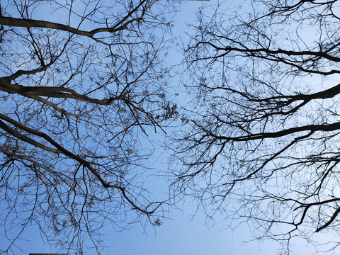 仰望天空枯树枝