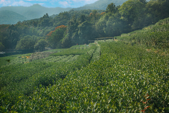 杭州双峰茶园茶舍