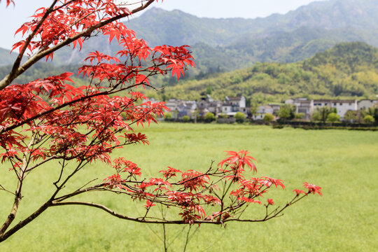 红枫叶