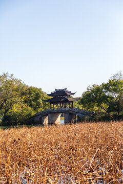 杭州西湖曲苑风荷