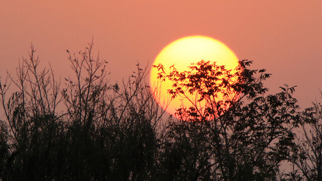 夕阳树木