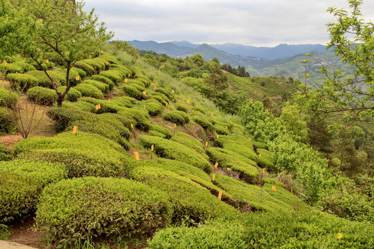 高山茶园