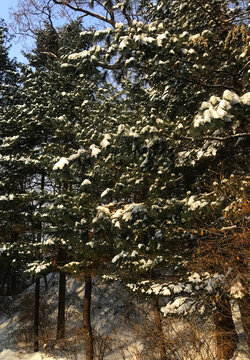 雪压枝头