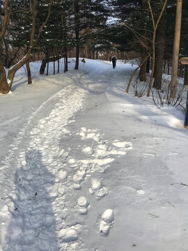 林间雪路