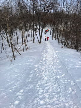 林中雪景