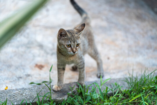 后院花园里玩耍的可爱猫眯