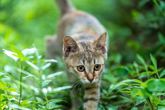 后院花园里玩耍的可爱猫眯