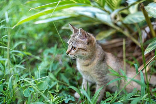 后院花园里玩耍的可爱猫眯