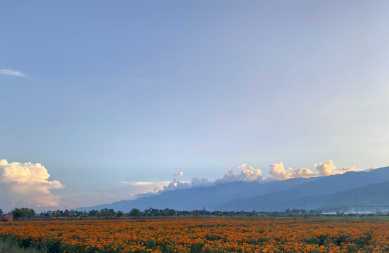 喜洲花景