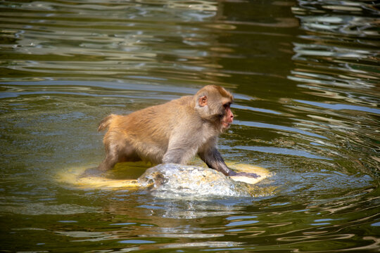 猴子划水