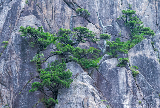 黄山峭壁松树