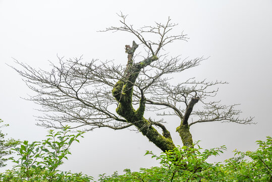 黄山枯松