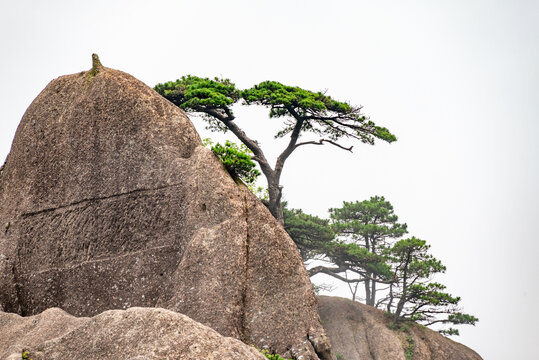 黄山奇松怪石