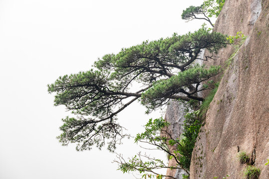 黄山绝壁松树