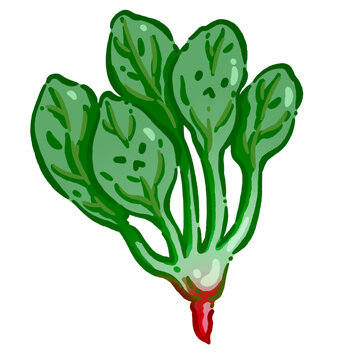 Q版蔬菜菠菜