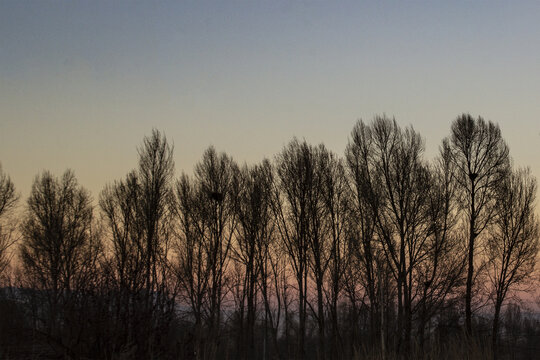 夕阳下的白杨树